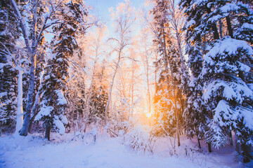 Winter forest after snow sunset, Fairbanks, Alaska