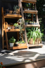 Tropical garden plants in summer