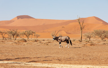 Gemsbok, common Oryx gazella on dunes in Sossusvlei, Namibia wildlife, Africa safari