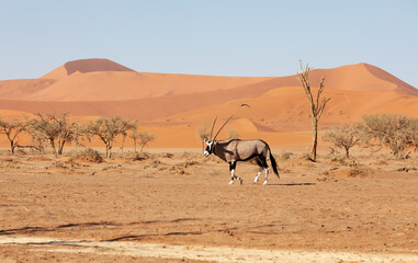 Gemsbok, common Oryx gazella on dunes in Sossusvlei, Namibia wildlife, Africa safari