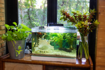 Small fish tank aquarium interior