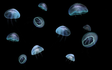 varieties of jellyfish at depth 