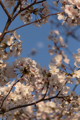 月と桜