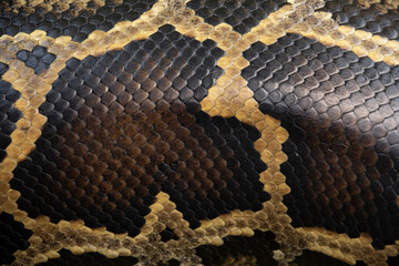 Photo of Burmese python scales. Natural pattern of a living snake.