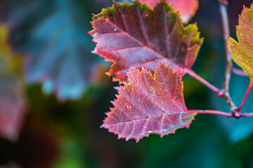 Several burgundy leaves on a bush in the park in autumn on a blurred background. nature concept background.