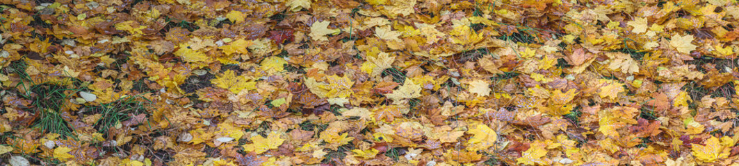Panorama of fallen orange and yellow autumn leaves on the ground. Nature concept background