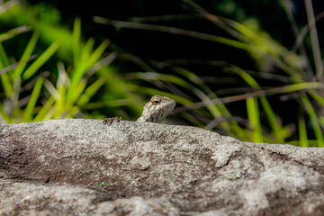 lizard on the rock
