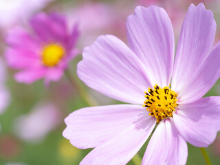 Obraz premium コスモスの花