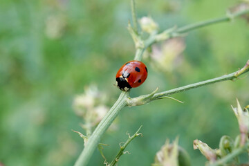 Obraz premium Nahansicht eines Marienkäfers