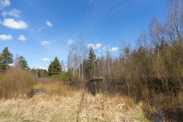 forest in spring day