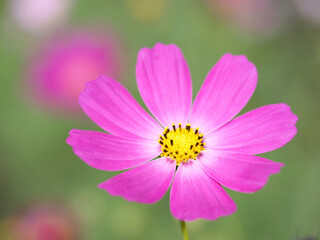 コスモスの花