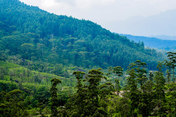 forest in the mountains
