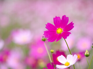 Fototapeta premium コスモスの花