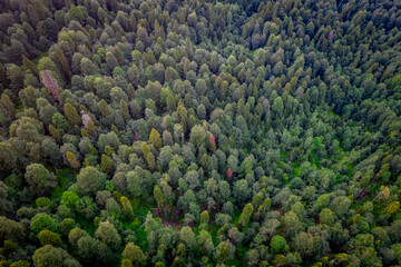 Beautiful panoramic photo over the tops of pine forest. Aerial view. From above. Picture taken using the copter. Top view
