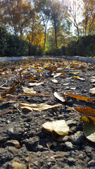 Obraz premium art vertical close-up photo of autumn leaves on the path in the park