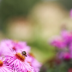 Beautiful pink flowers of autumn aster with a bee in the garden