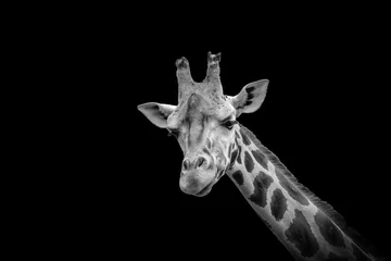 Gordijnen Zwart-wit giraffe hoofd geïsoleerd op zwarte achtergrond. © Nancy Pauwels