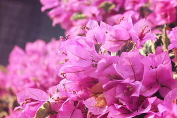 Sweet purple bougenvile on blurred background