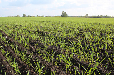 Obraz premium field of plowed land with wheat germ crops agriculture