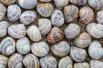 Common garden snail shells. Helix aspersa.