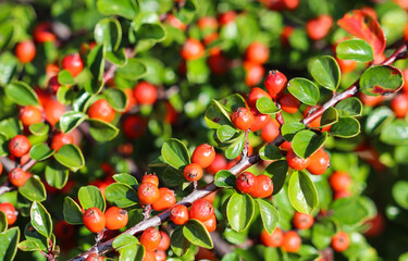 Many red berryes on the branches of a cotoneaster horizontalis bush in the garden in autumn