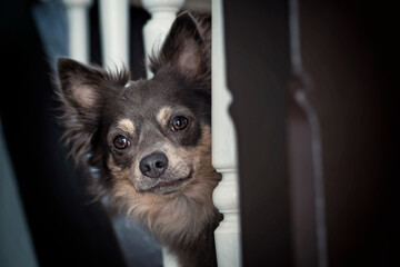 Portrait Hund auf Treppe schaut durch Treppengeländer