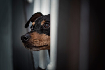 Portrait Hund auf Treppe schaut durch Treppengeländer