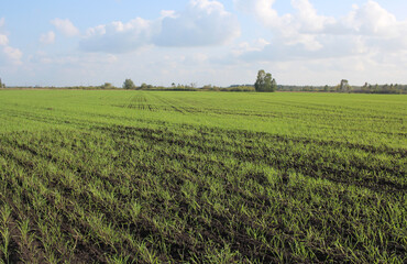 Fototapeta na wymiar field of plowed land with wheat germ crops agriculture