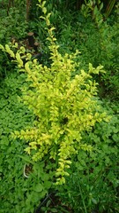 fern leaves in the forest