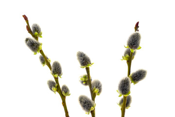 Pussy-willow branches with catkins on a white isolated background