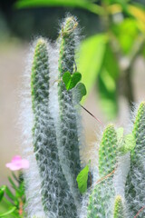 hermoso cactus peludo y planta trepadora