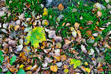 autumn leaves background