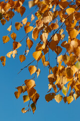 autumn birch leaves on a blue sky background