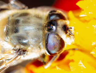 Close-up portrait of a bee on a flower.
