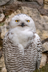 Snowy Owl (Bubo scandiacus) owlet