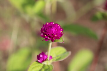 秋の花壇に咲くセンニチコウの濃いピンクの花