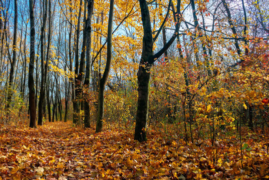 sunny autumn scenery in the deciduous forest. trees in colorful foliage. ground covered with fallen leaves. seasonal change of nature. warm and dry weather