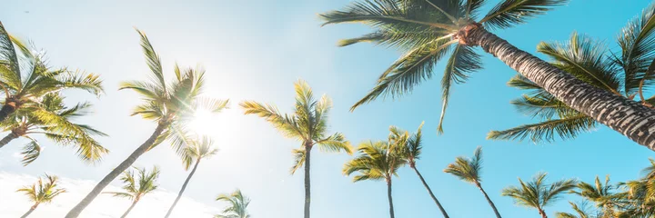 Fototapeten Sommerstrandhintergrundpalmen gegen Fahnenpanorama des blauen Himmels, tropisches karibisches Reiseziel. © Maridav