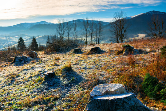 deforestation in the mountains. stump of fresh cut trees in hoarfrost. cold autumn morning countryside scenery