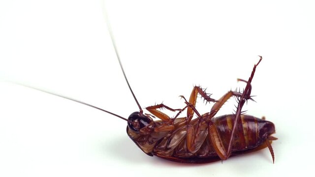 Cockroaches are dying White background cockroach and white cockroach supination.