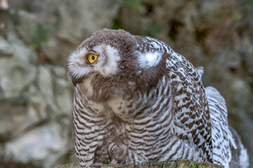 Snowy Owl (Bubo scandiacus) owlet