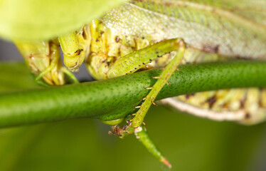 Close-up of the paw of a grasshopper in nature.