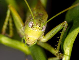 Close-up portrait of a grasshopper in nature.