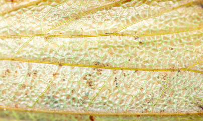 Close-up wing of a grasshopper as background.