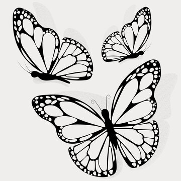 Silhouette of butterfly. Tattoo butterfly.