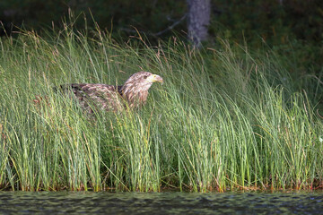 white-tailed eagle