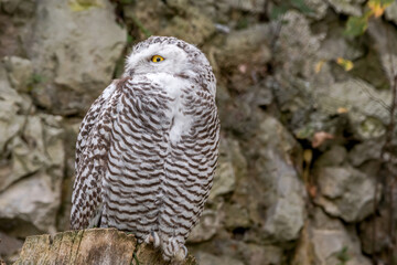 Snowy Owl (Bubo scandiacus) owlet