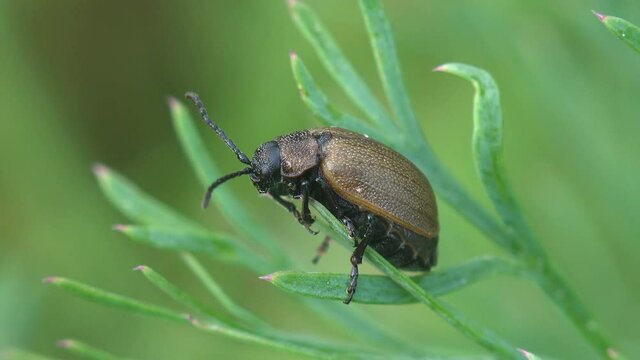 Brown beetle sits on green stalks of grass. Macro view insect in wildlife