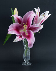 Flashpoint purple, pink and white Oriental Trumpet Lily in a crystal valse on black.