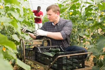 Focused man working in farm glasshouse in spring, harvesting fresh green cucumbers. Growing of industrial vegetable cultivars